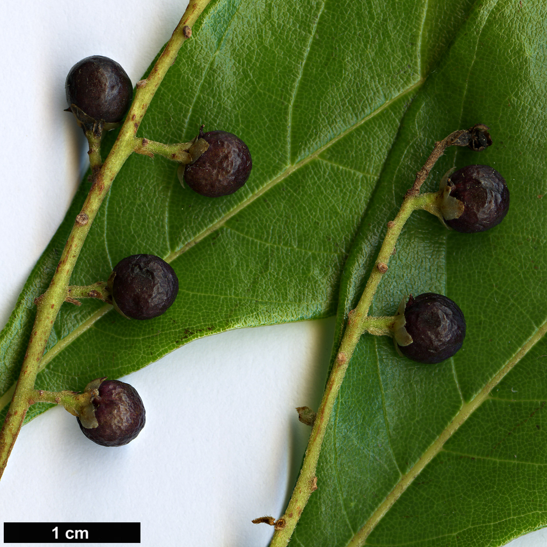 High resolution image: Family: Sabiaceae - Genus: Meliosma - Taxon: yunnanensis